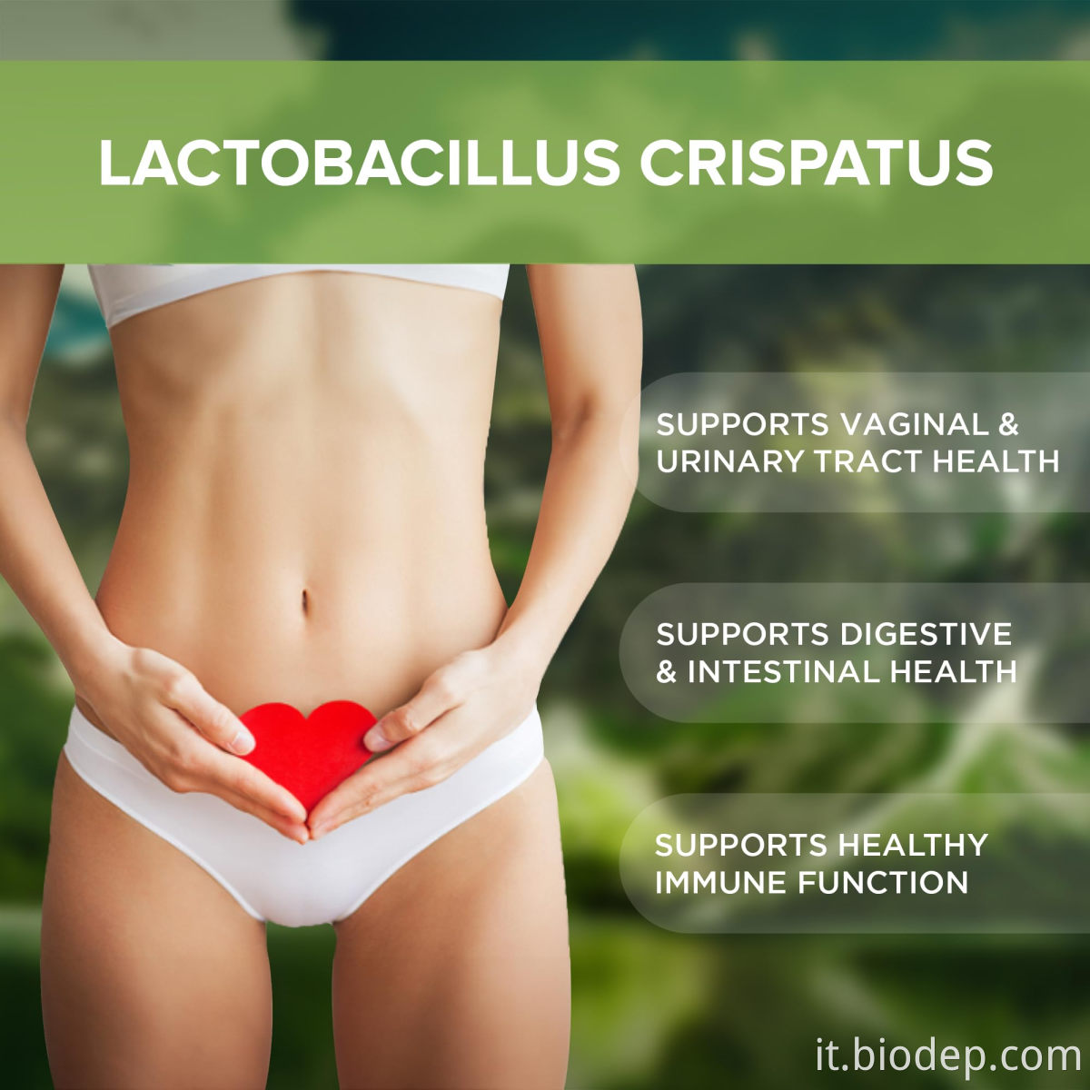 lactobacillus crispatus6